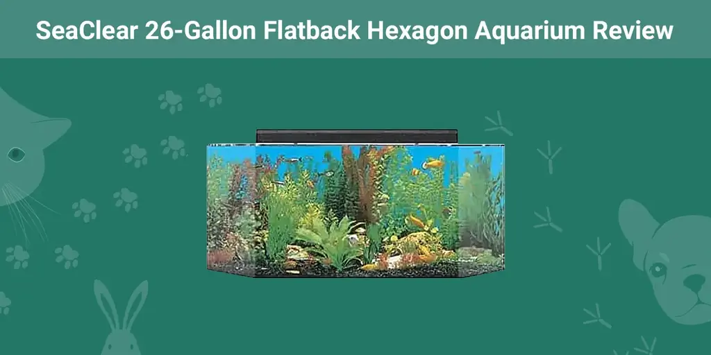 SeaClear 26 جالون Flatback Hexagon Aquarium Review 2023: رأي خبيرنا