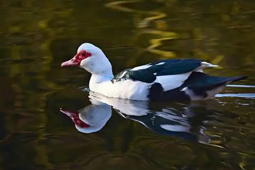 Muscovy duck: Mga Katotohanan, Gamit, Pinagmulan & Mga Katangian (May Mga Larawan)