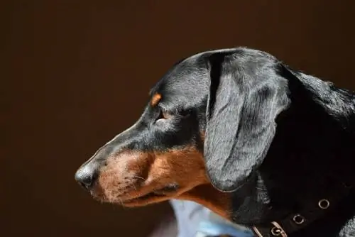 10 bästa hundfoder för glänsande päls 2023 – Recensioner & Toppval