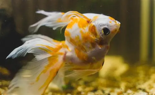 Constipatie & Indigestie bij goudvissen: door dierenarts beoordeelde tekenen, behandeling & Preventie