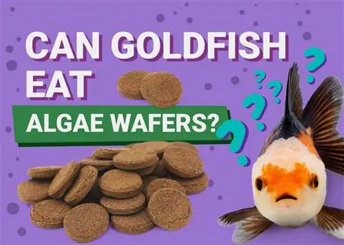آیا ماهی قرمز می تواند ویفر جلبک را بخورد؟ حقایق تغذیه بررسی شده توسط دامپزشک & سؤالات متداول