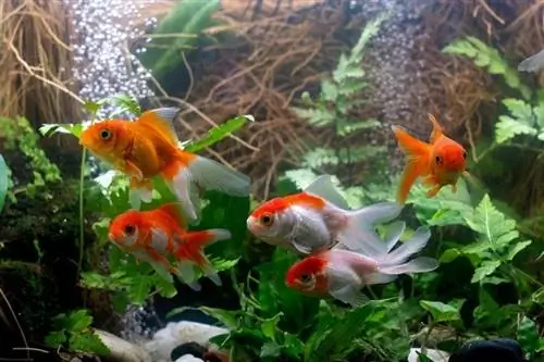 Добавяне на химикали или добавки към аквариума със златна рибка: необходимо ли е? (Ветеринарно прегледано)