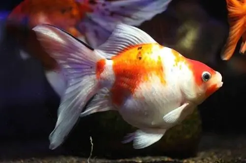 Perché il mio pesce rosso nuota in modo irregolare? Spiegazione del comportamento esaminata dal veterinario