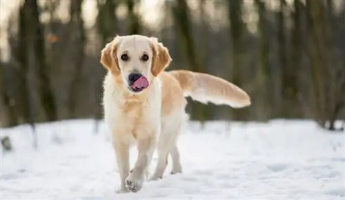 Köpekler Neden Burunlarını Yalar? 10 Yaygın Neden