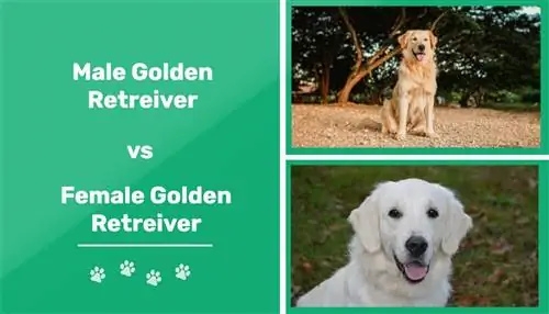 Golden Retriever Lelaki vs Wanita: Perbezaan (Dengan Gambar)