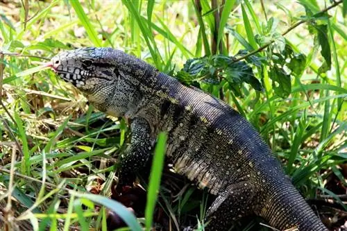 14 Tegu sisaliku tüüpi: liigid, värvid ja morfid (koos piltidega)