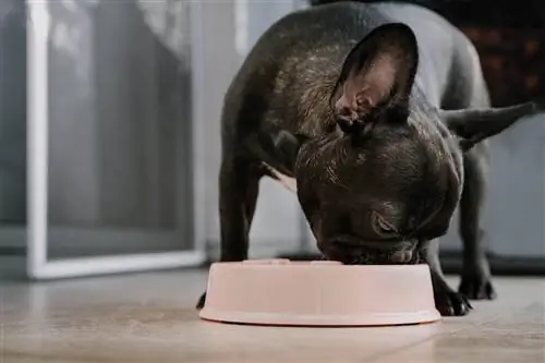 10 Makanan Anjing Terbaik untuk French Bulldogs Dengan Gas pada tahun 2023 – Ulasan & Pilihan Teratas