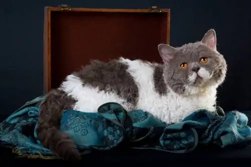 Selkirk Rex Cat: Temperament, Traits & รูปภาพ