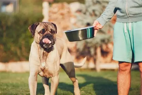11 mejores alimentos para perros para Cane Corso en 2023 – Reseñas & Mejores selecciones