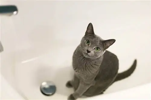 Les chats ont-ils besoin de bains ? Faits revus par le vétérinaire & Conseils