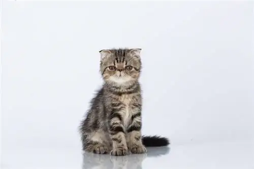Foldex kattenras: info, afbeeldingen, temperament & Eigenschappen