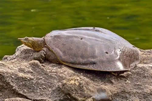 ছবি