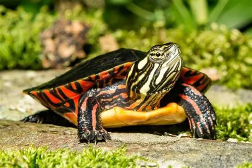 V Kentucky sa našlo 14 korytnačiek (s obrázkami)