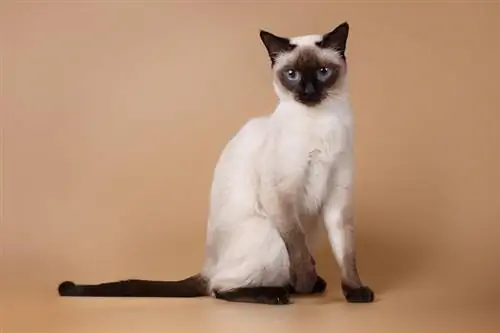 Sziámi macska: Fajtainformáció, Képek, Temperamentum & Tulajdonságok