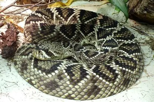 10 gjarpërinj të gjetur në Misisipi (me foto)