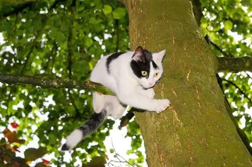Kuinka saada kissa pois puusta (6 todistettua menetelmää)