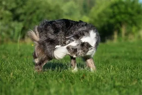 Waarom jagen honden achter hun staart aan? 6 interessante redenen
