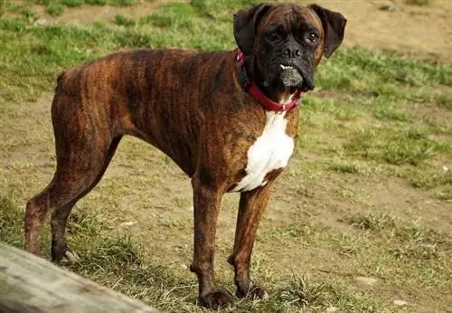 Razze e colori del cane boxer (con immagini)