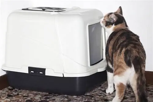 Comment cacher la litière pour chat : 10 façons intelligentes (avec images)