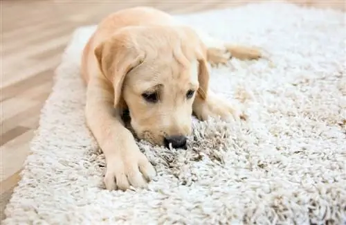 Kāpēc mans suns laiza paklāju? 11 iemesli & Kā to apturēt