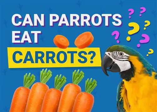 Kunnen papegaaien wortelen eten? Wat je moet weten