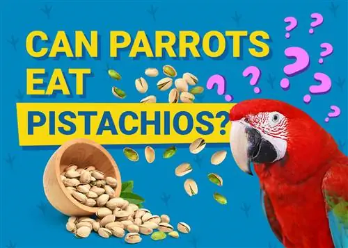 Kan papegøjer spise pistacienødder? Hvad du behøver at vide