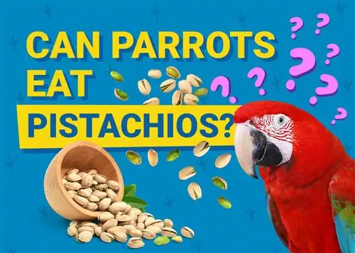 Bisakah Burung Beo Makan Pistachio? Apa yang perlu Anda ketahui