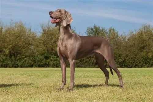 Zijn Weimaraners hypoallergeen? Door dierenartsen beoordeelde feiten en veelgestelde vragen