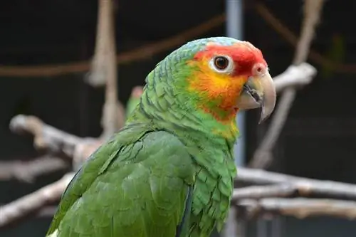 Red-Lored Amazon Parrot: Փաստեր, Դիետա & Խնամք (նկարներով)