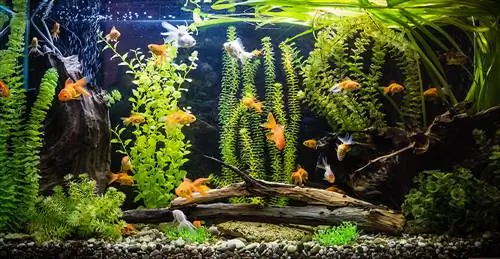 Akvaariumi ohutu värv: tüübid, kaalutlused & Juhised