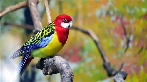 Oosterse (Golden-Mantled) Rosella: Eienskappe, Kos & Sorg (Met Prente)