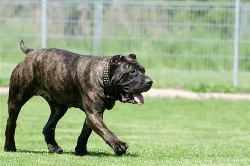 Exercicis per a gossos amb artritis: 4 maneres diferents