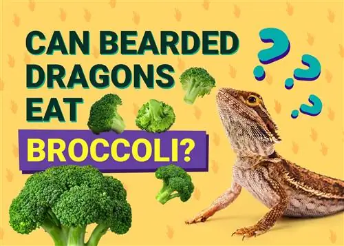 Kan skjeggete drager spise brokkoli? Alt du trenger å vite