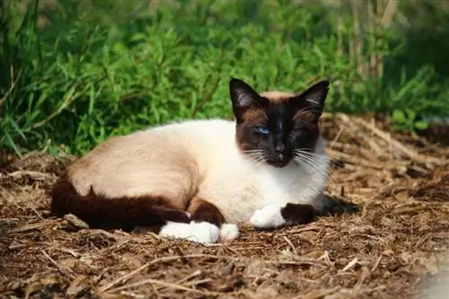 6 plemen chlévských koček vhodných pro farmu & výhody (s obrázky)