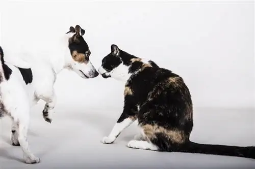Adakah Kucing Lebih Pintar Daripada Anjing? Inilah Yang Dikatakan Sains