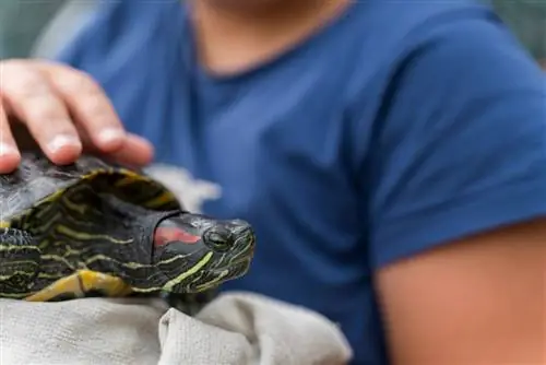 So reinigen Sie den Panzer Ihrer Schildkröte & sicher Haut: 5 vom Tierarzt genehmigte Schritte