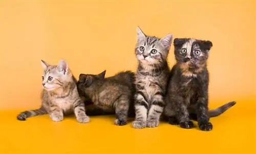 15 rase de pisici de designer: o prezentare generală (cu imagini)