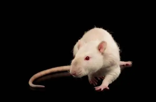 Rex Rat Pet: Facts, Lifespan, Behavior & Οδηγός φροντίδας (με εικόνες)