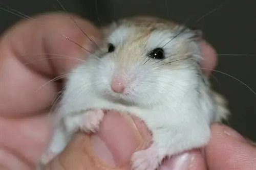 Können Hamster menschliche Gefühle spüren? Bauen Sie eine Bindung zu Ihrem Haustier auf