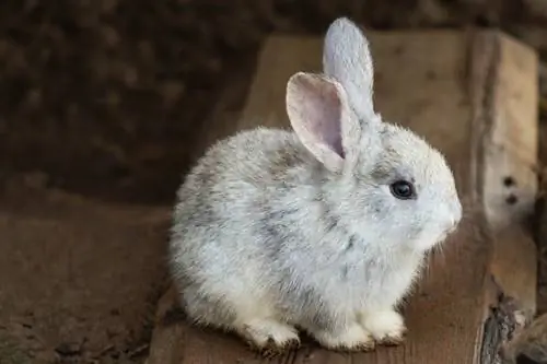 9 segni che il tuo coniglio potrebbe morire (risposta del veterinario)