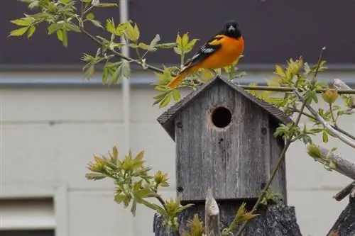 Hvordan tiltrekke fugler til et fuglehus: 8 velprøvde metoder