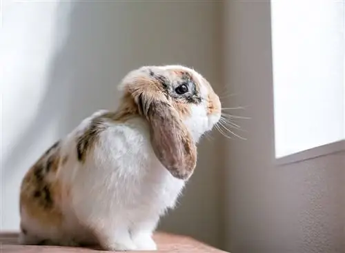 Hvordan roe ned kaninen din under fyrverkeri (6 nyttige tips)