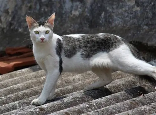 Serrade Petit Cat: Temperamento, Rasgos & Imágenes
