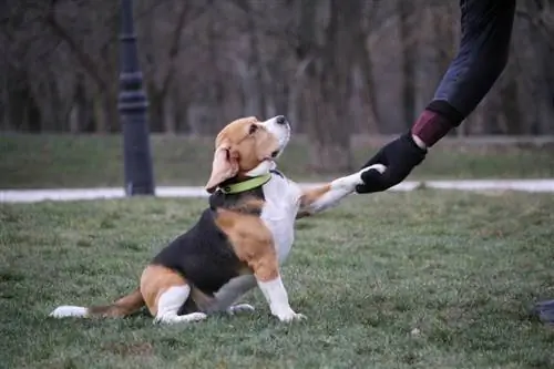 Hur tränar jag en Beagle? 7 Veterinär godkända träningstips