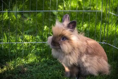 Kako očistiti zečeve oči: 5 koraka koje je odobrio veterinar