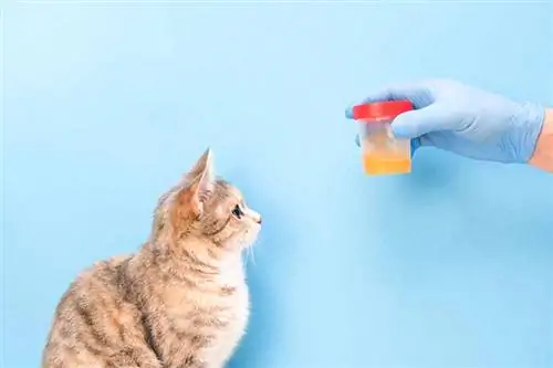 Zakaj mačji urin diši po amoniaku? Vet pregledal razloge