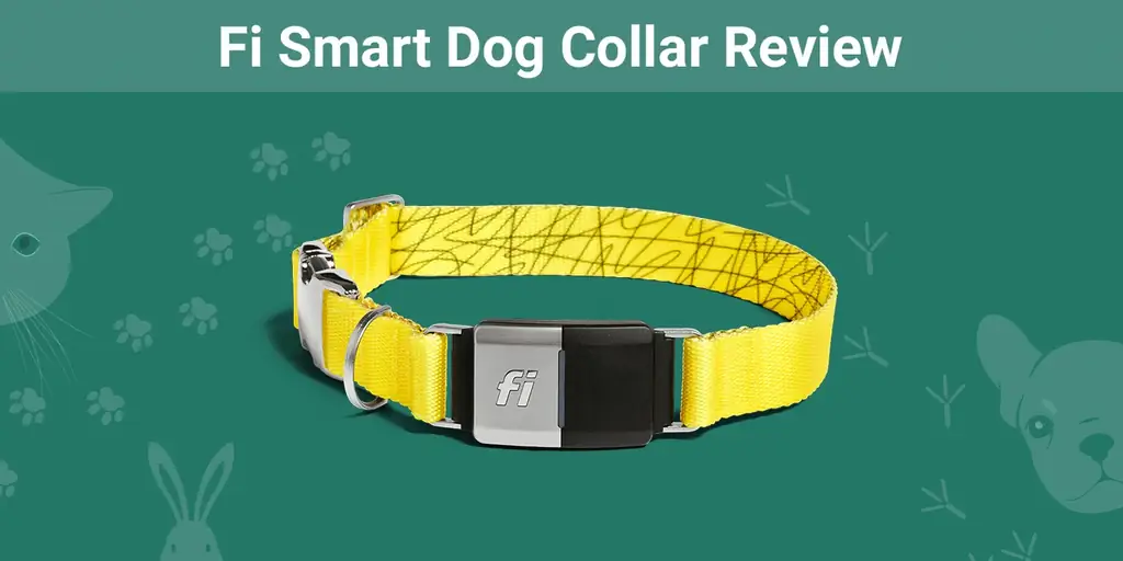 סקירת צווארון כלב חכם Fi Smart GPS 2023: חוות דעת המומחה שלנו