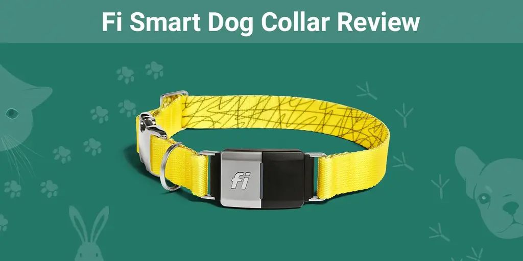 Fi Smart GPS Dog Collar Review 2023፡ የባለሙያችን አስተያየት