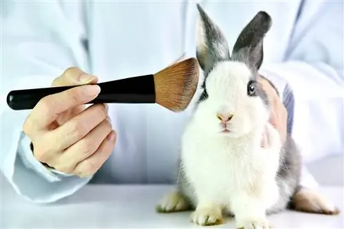 So reinigen Sie Kaninchenohren: 3 einfache, vom Tierarzt genehmigte Schritte