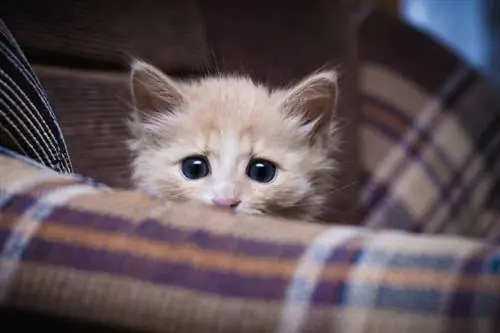 Por que os gatos fazem cocô quando estão com medo? 3 razões possíveis